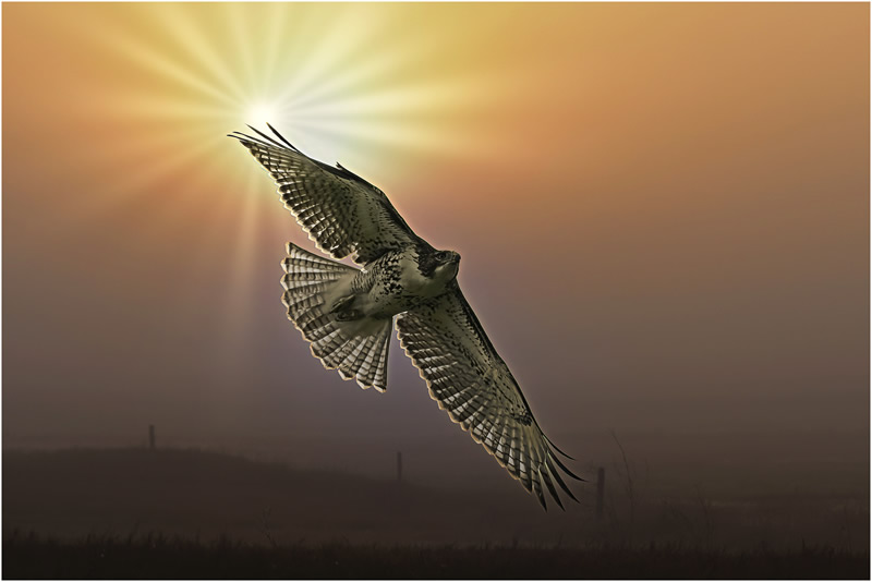 Foggy Flight by Marlene Smith